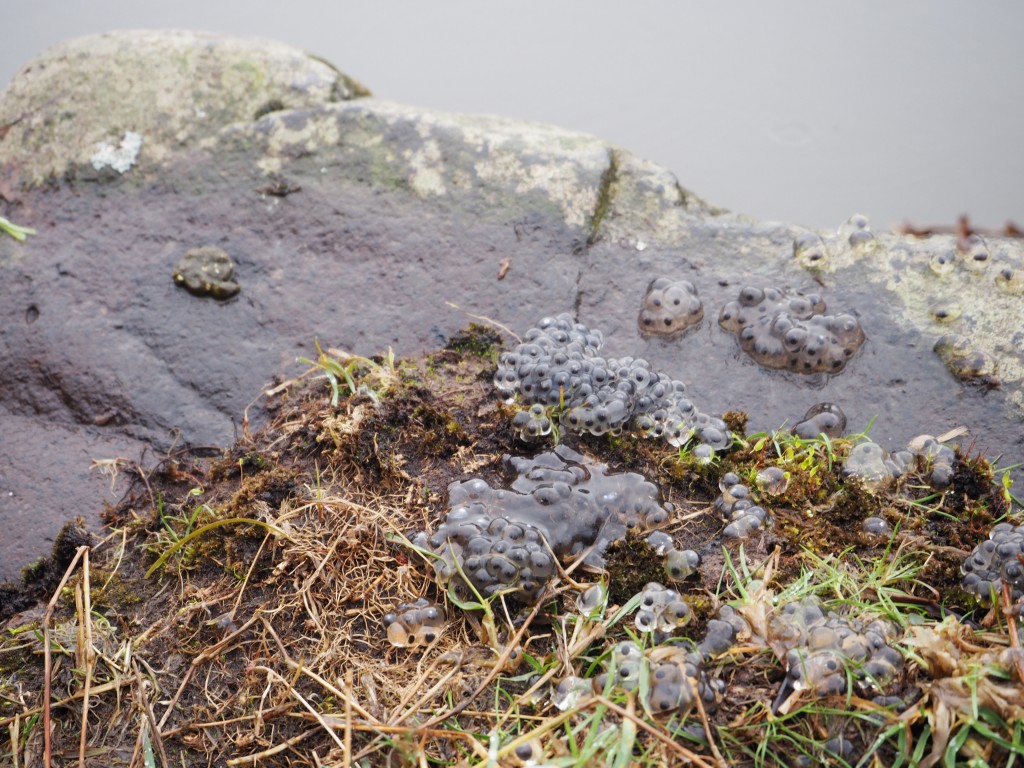 Clumps of toad spawn on the banks of Loch Dunsapie