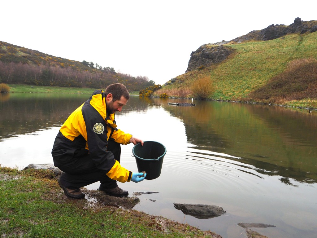Ranger Robbie kneeling by the banks of Loch Dunsapie to release a toad he holds in his hand