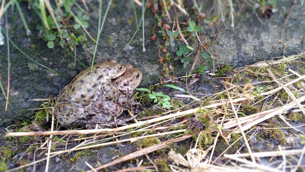 A male toad on top of a female toad on the side of a road