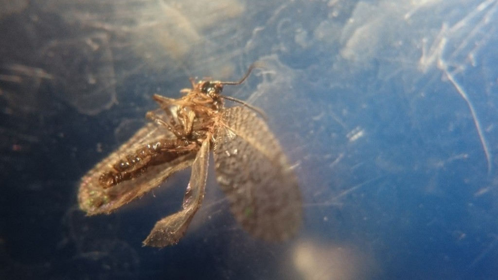 Brown-bordered lacewing