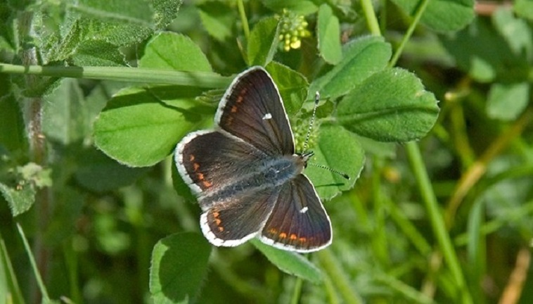 A photograph of a dark brown butterly with orange dots and white edging on its wings.