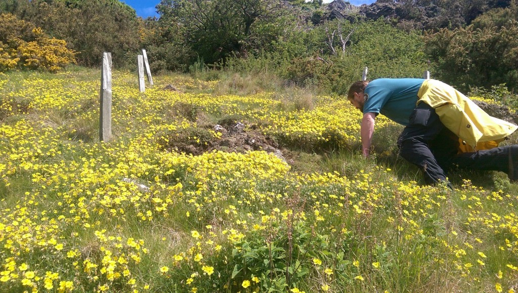 A ranger doing a wildflower survey