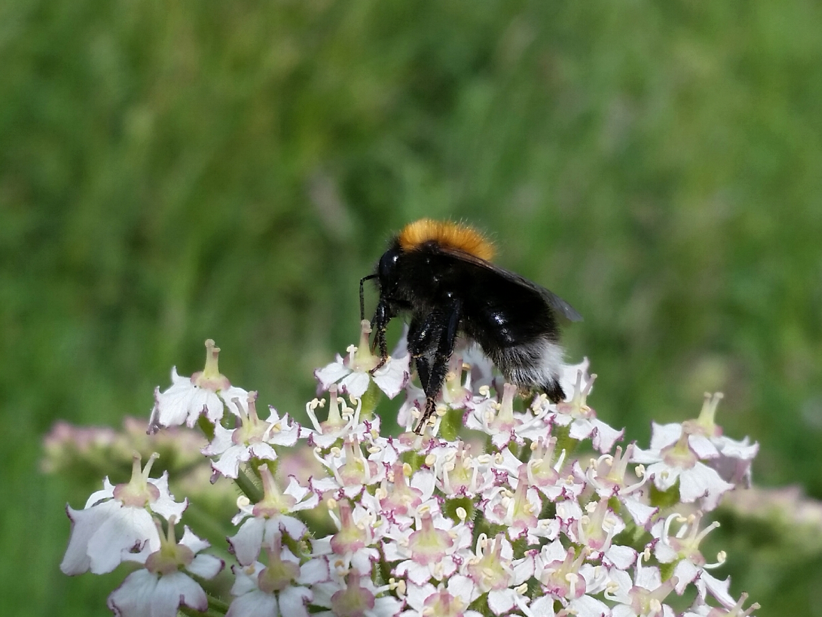 A Tree Bumblebee in Holyrood Park