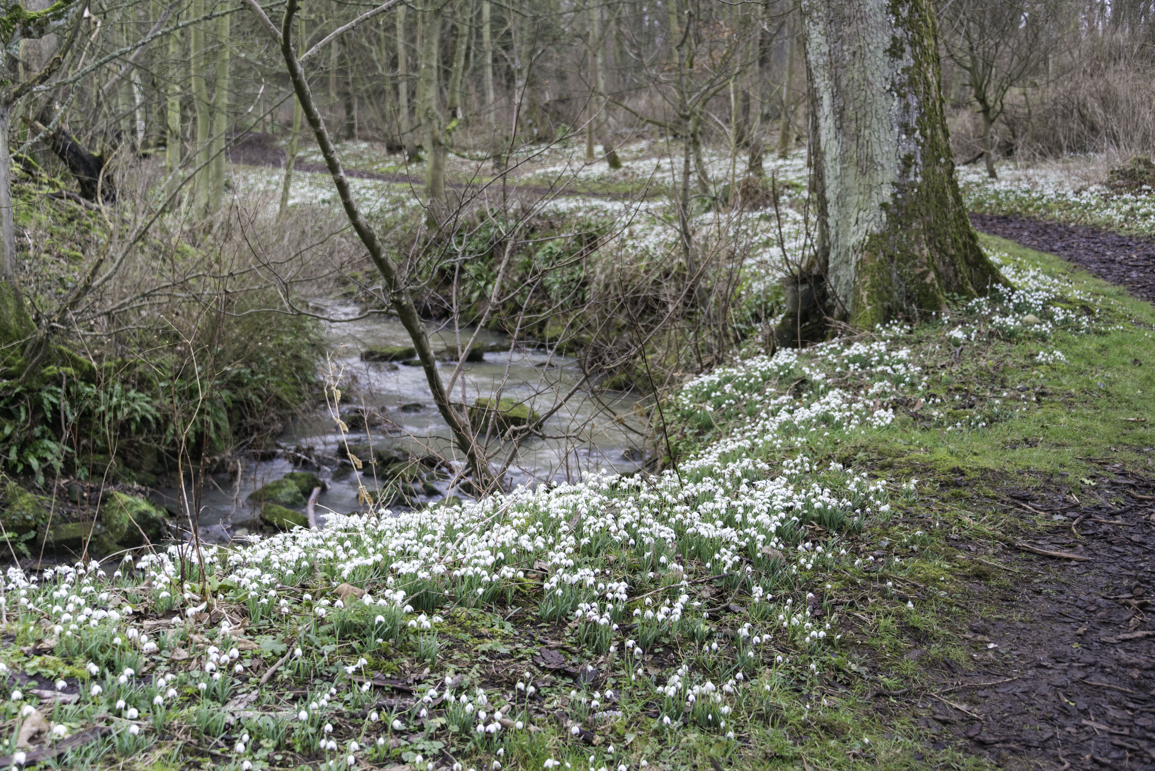 Snowdrops at Cambo