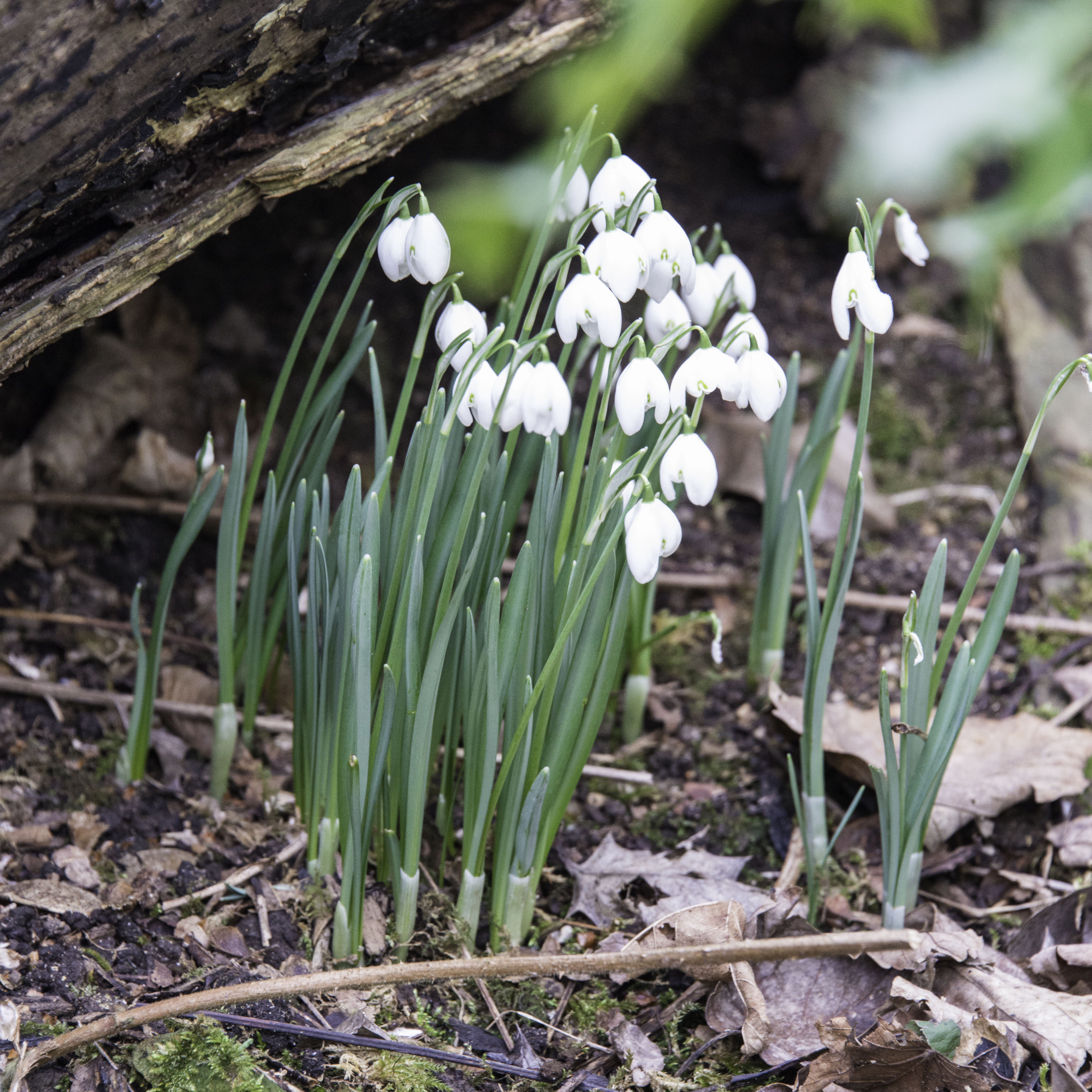 Snowdrops