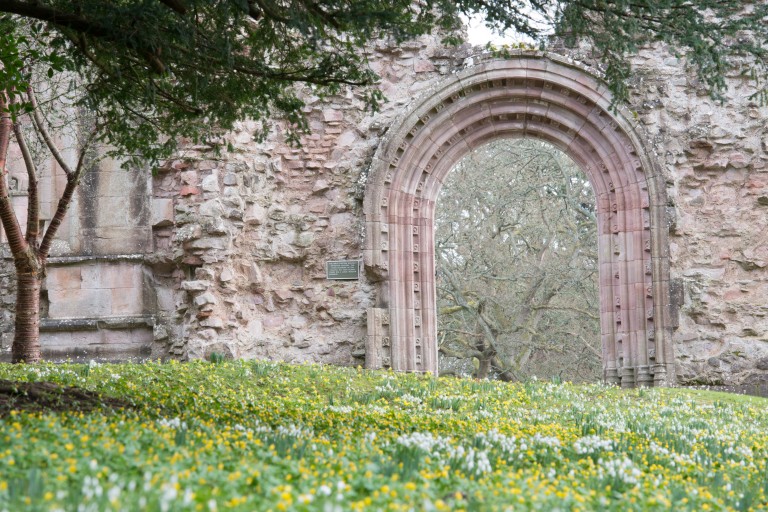 Snowdrops at Dryburgh Abbey