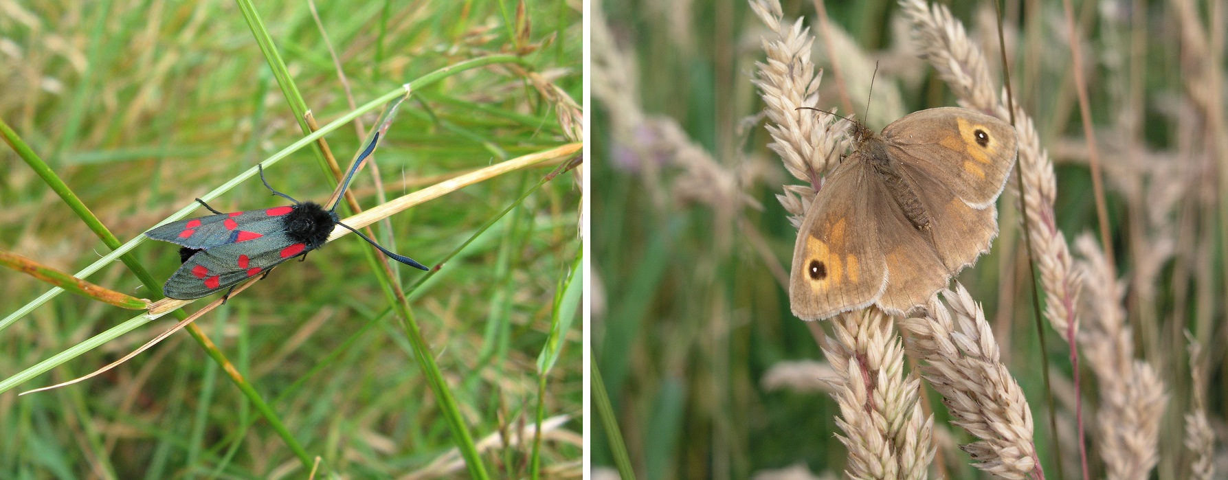 The 6-Spot Burnet Moth and the Ringlet Butterfly