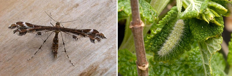 The Plume Moth as an adult and as caterpillar.