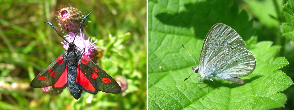 Narrow Bordered 5-Spot Burnet moth and Holly Blue butterfly. 