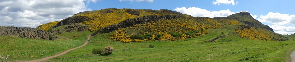 A photograph of a hill covered in yellow bushes on a sunny day