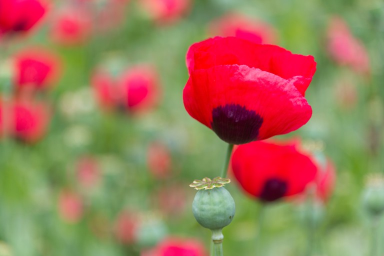 detail of a red poppy in a field