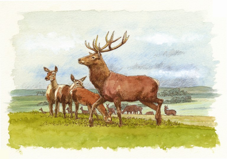 illustration of red deer at Skara Brae