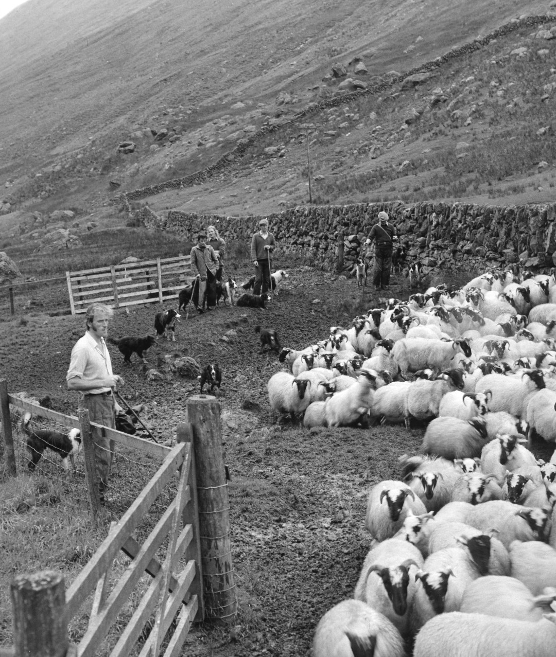 shepherds stand in a line with dogs as they herd a flock of sheep