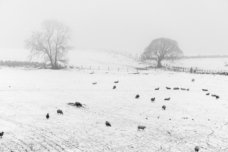 snowy field with sheep grazing and two trees in the distance