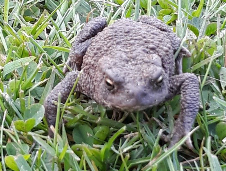 photo of a toad on a lawn