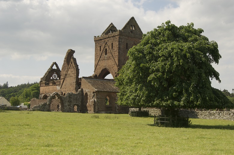 View of Sweetheart Abbey on a summer day. A large green tree in the foreground.