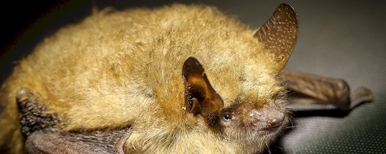 Close up of a bat