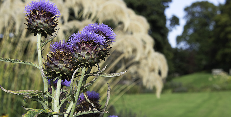View of thistles