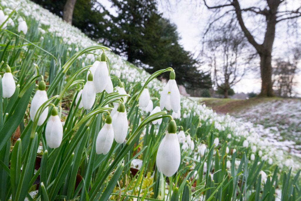 5 places to visit during the Snowdrop Festival - Historic Environment ...