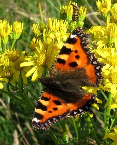 Of butterflies and moths - Historic Environment Scotland Blog