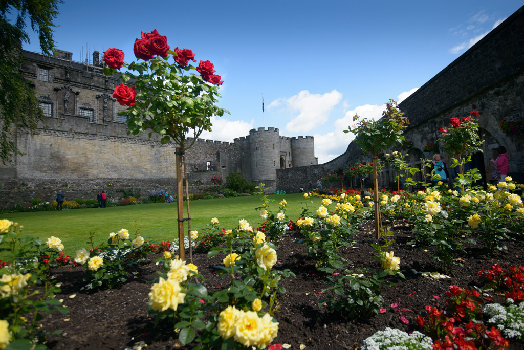 A Royal Bloom at Stirling Castle Historic Environment Scotland Blog