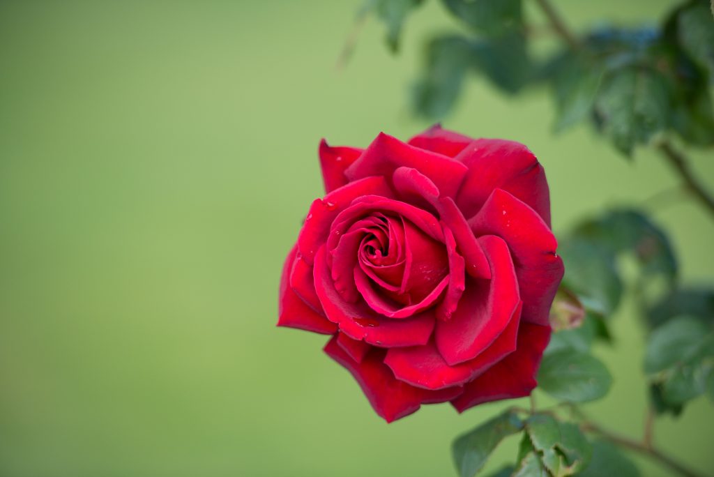 close up of a red rose