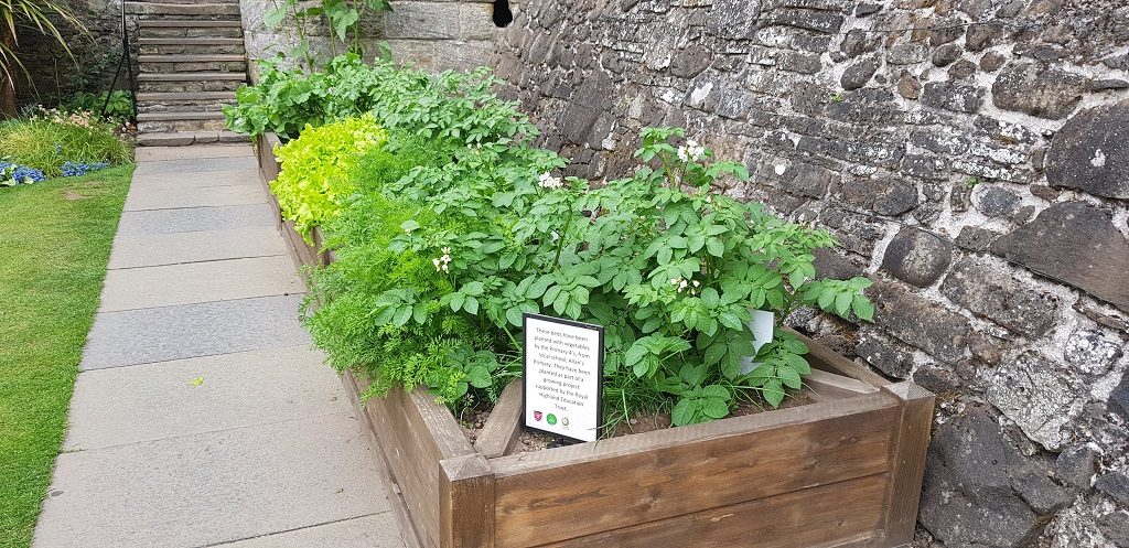 Photo of a flourishing lettuce patch in the gardens at Stirling Castle