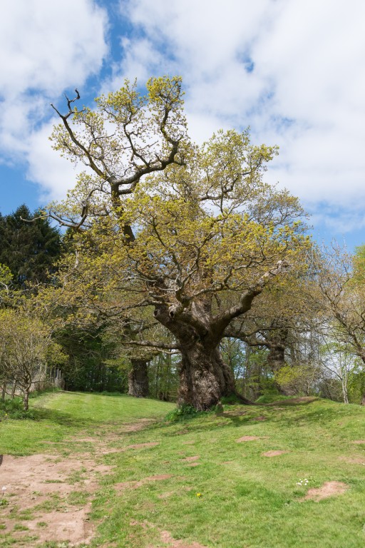 Cadzow Oaks (Quercus Robur) growing in Chatelherault Country Park