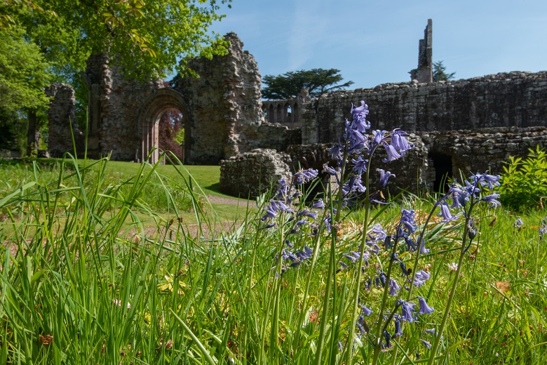 The ruins of an abbey photographed behind grass and purple wild flowers 