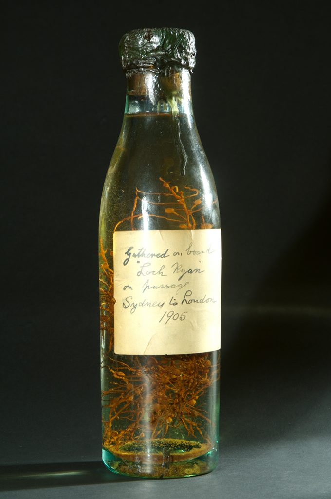 small, old bottle containing a seaweed simple in liquid. A yellowing label is stuck to the bottle which says: Gathered on board "Loch Ryan" on passage Sydney to London 1905.