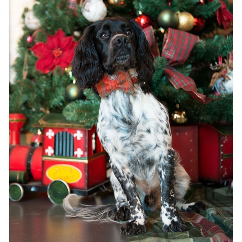 A dog sitting in front of a Christmas tree wearing a tartan bow tie