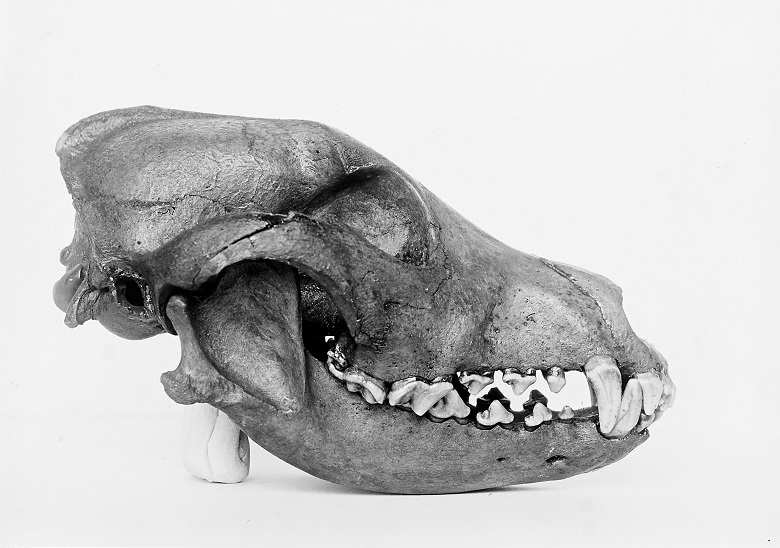 A photo of the intact skull and teeth of a dog 