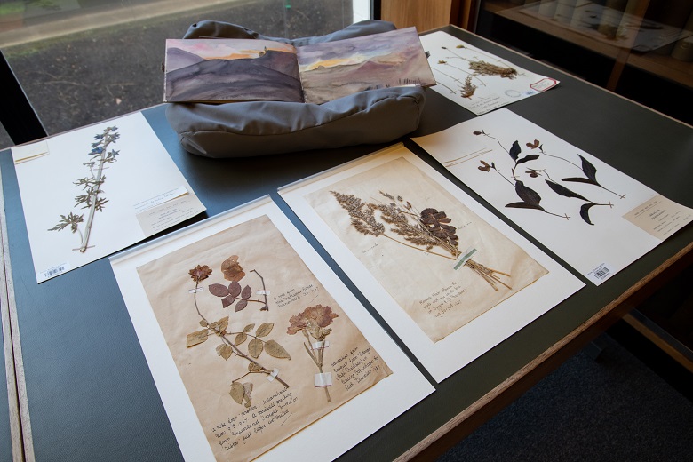 A selection of pressed plants and a painting belonging to Isobel Hutchison 