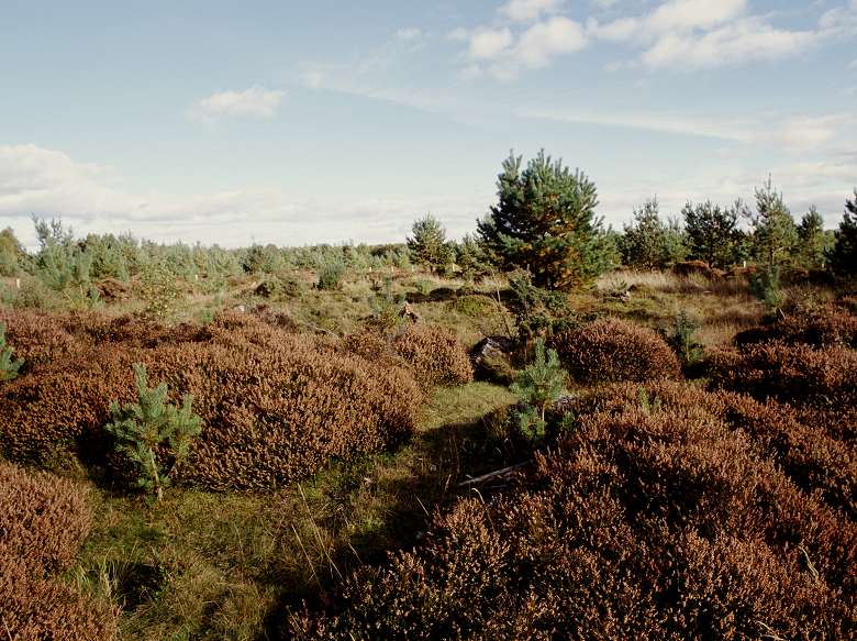 The remains of a Roman military outpost covered by heather and gorse