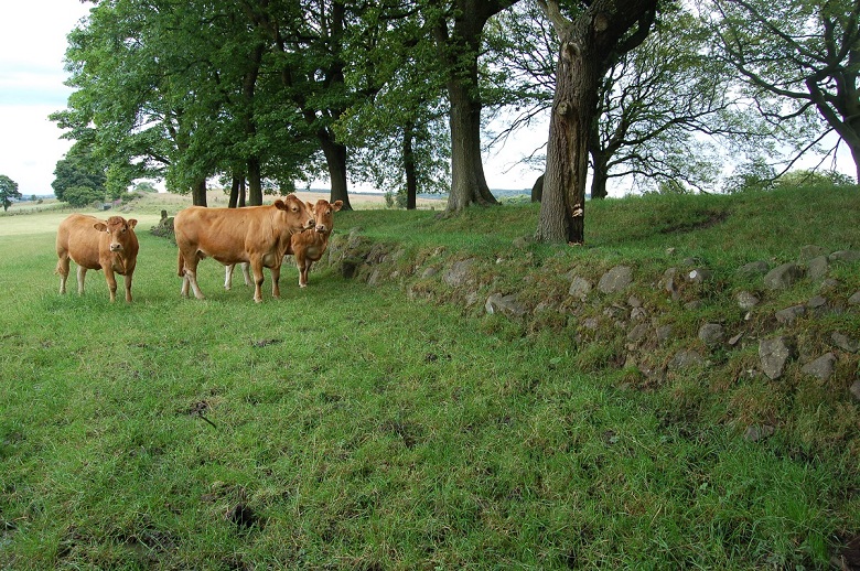 A group of cattle in a field close to remains of the Antonine Wall 