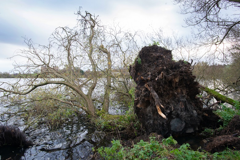 A fallen tree beside Linlithgow Loch with Linlithgow Palace in the background 