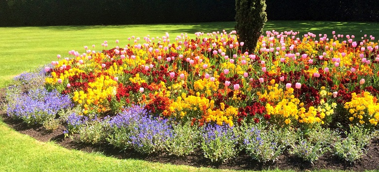 A springtime flower bed featuring blue, red and yellow flowers