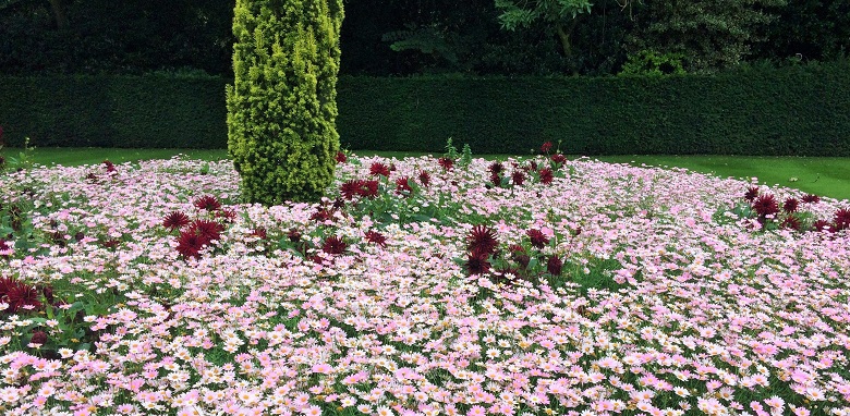 A summertime bed of pink flowers