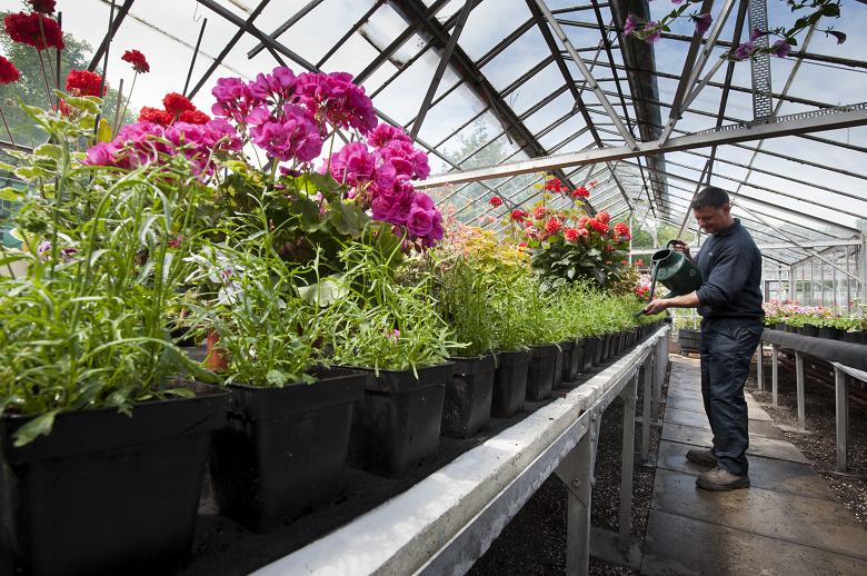 A gardener working in a greenhouse at Holyrood Palace