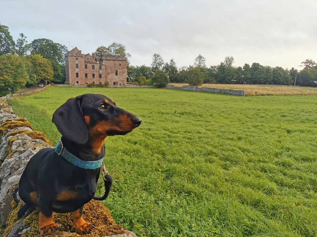 A dachshund dog stands on a drystone wall with a towerhouse castle in the background.