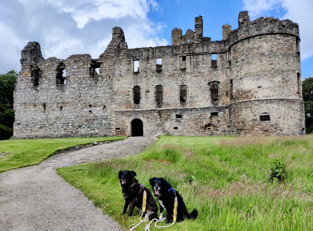 Two black dogs with yellow harnesses sit on a grassy area in front of the ruins of a large stone castle. The castle has multiple windows, an arched entrance, and a round tower on the right side. The sky is partly cloudy with patches of blue.