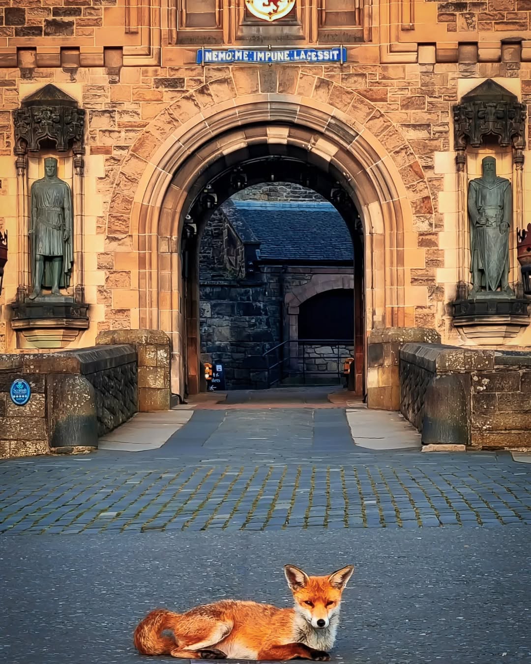 a fox lounges on the ground outside the gatehouse at Edinburgh Castle.