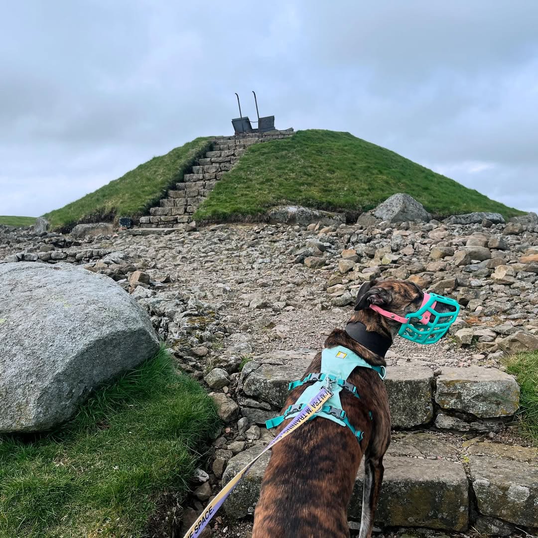 A lurcher type dog with brown and black marled fur wears a muzzle and a harness. He's climbing stairs up to the green mound of an ancient burial chamber.