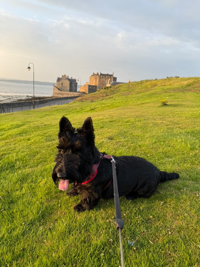 A black Scottie dog with its tongue out poses on the grass in front of a ruined castle on the shoreline.