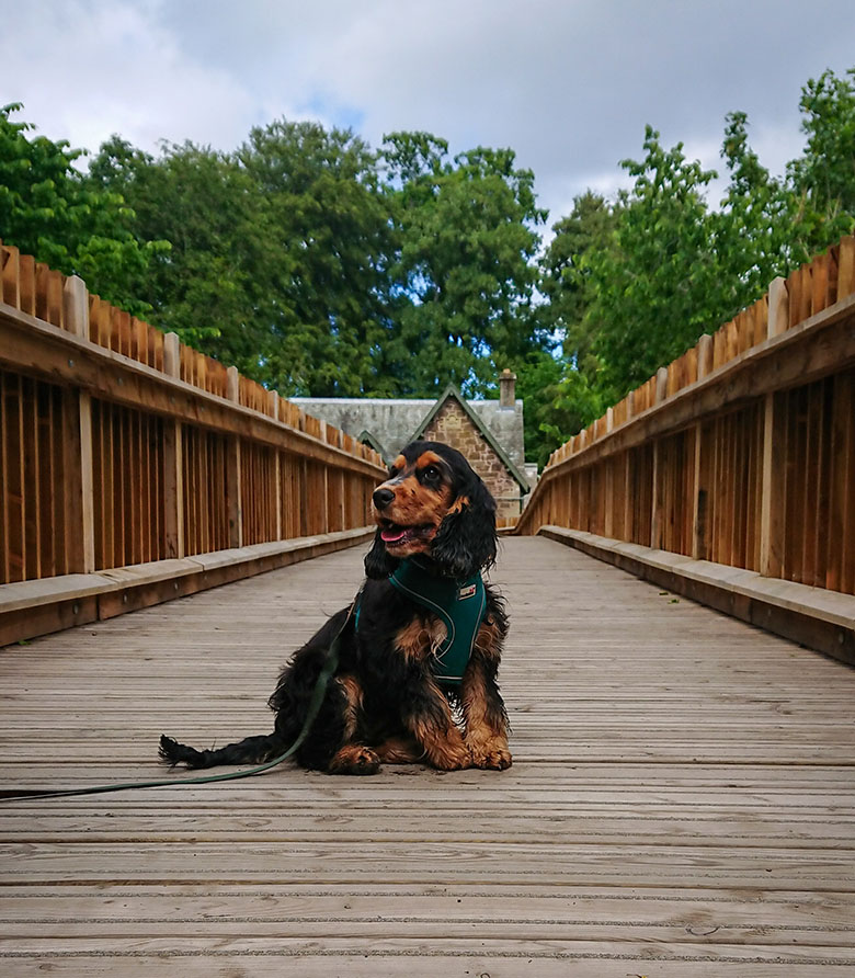 A spaniel dog sits on a bridge