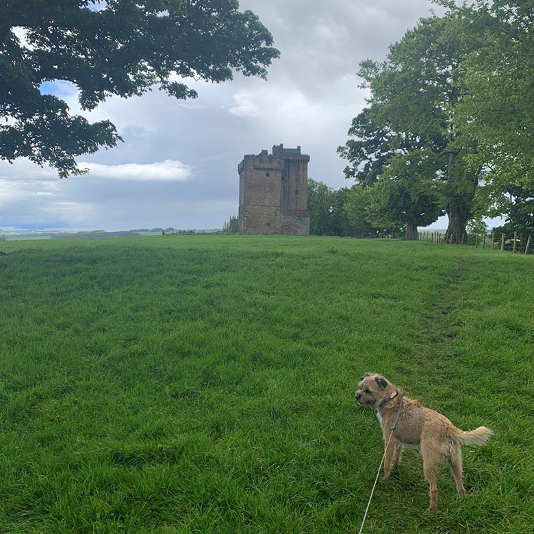 a border terrier dog climbs a hill with a tower on top
