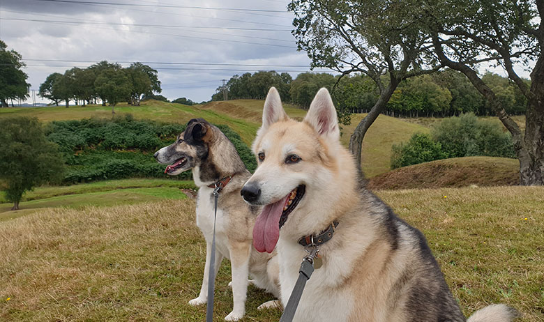 two husky dogs in a rural landscape