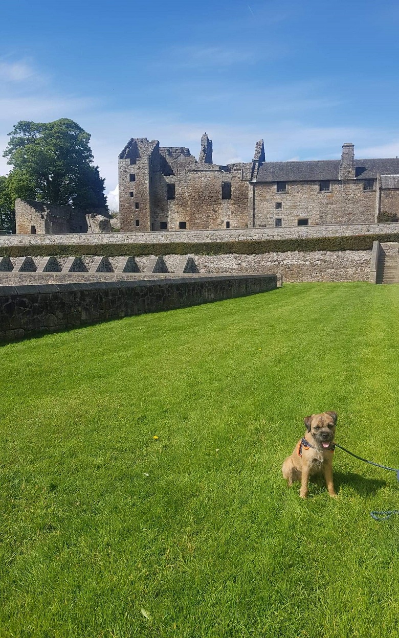 A border terrier in front of Aberdour Castle