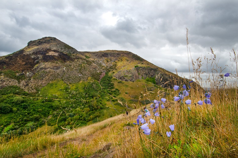 A close up shot of wild flowers in front of a hillside within a large park