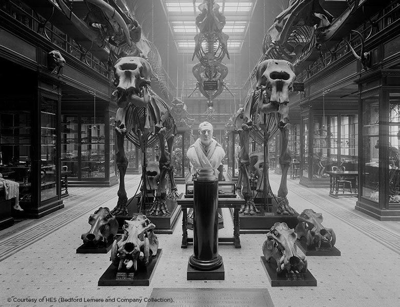 photo of an exhibition of large animal skeletons, including elephants and hippos 